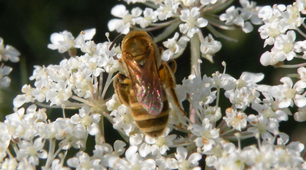 Assomiglia a Halictus subauratus....